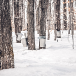 Image for Maple Syrup: A Wisconsin Tradition