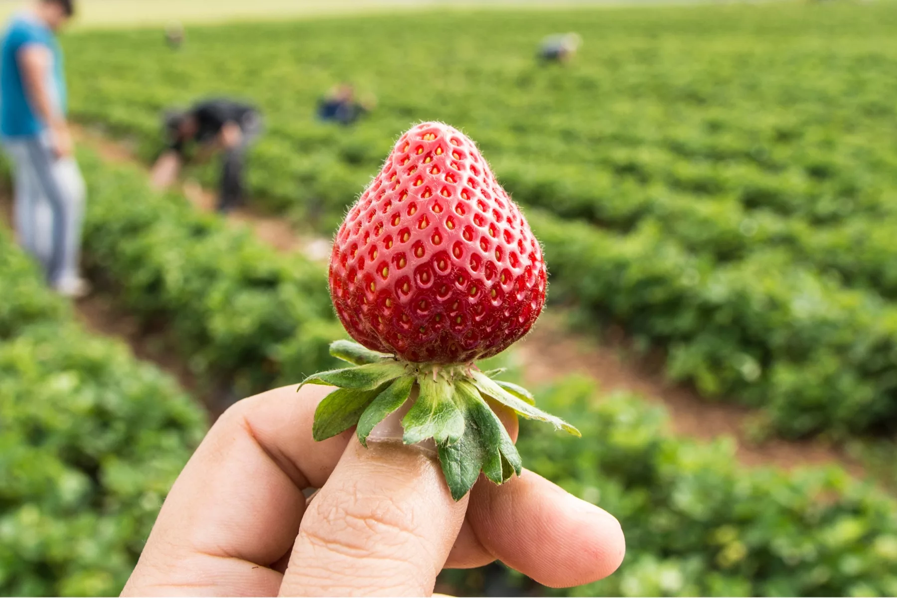 Growing Strawberries, use Straw to protect the fruit. Why we put Straw  around Strawberry plants? 