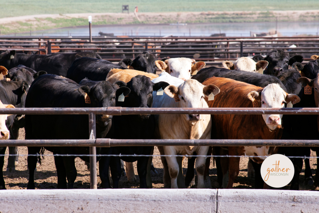 A group of cattle along the fence line of a cattle feed lot.