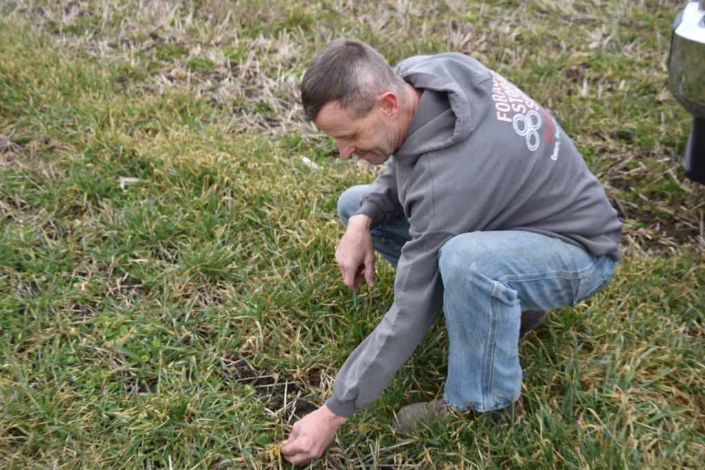 A farmer kneels in a field to examine a cover crop including clover. The field is grassy and green.