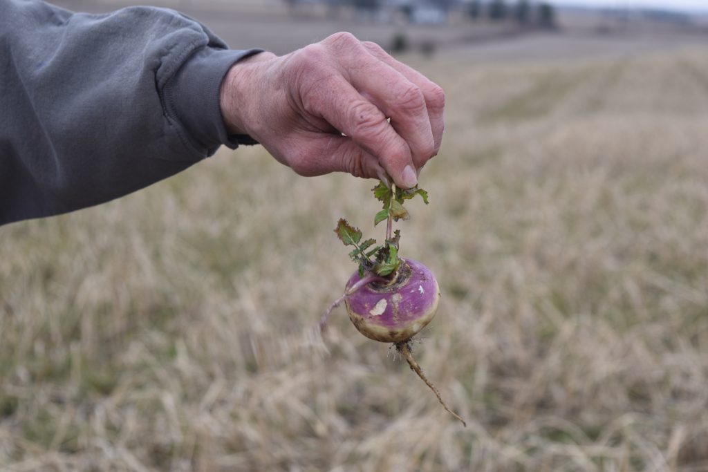 A Wisconsin farmer showcases the result of a turnip cover crop.