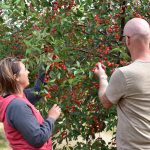 Image for Door County Cherries: Visiting Soren’s Valhalla Orchard