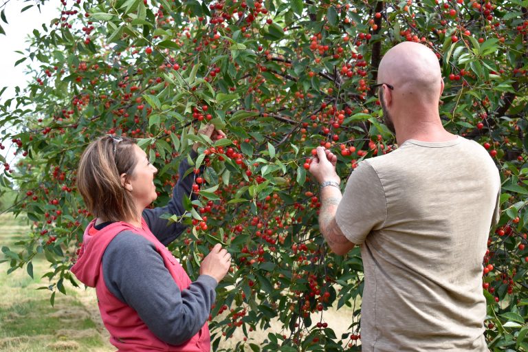 Image for Door County Cherries: Visiting Soren’s Valhalla Orchard
