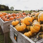 Image for Tackle These Fall Farm Activities