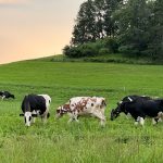 Image for Organic Dairy Farming in Wisconsin 