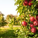 Image for The Best Wisconsin Apple Orchards to Visit this Fall