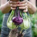 Image for A Hidden Garden Gem: Kohlrabi 